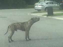 Found/Stray Male Dog last seen Biscayne , Jacksonville, FL 32218