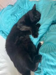 Lost Male Cat last seen Near nw 111 terr, parkland, fl, Parkland, FL 33076