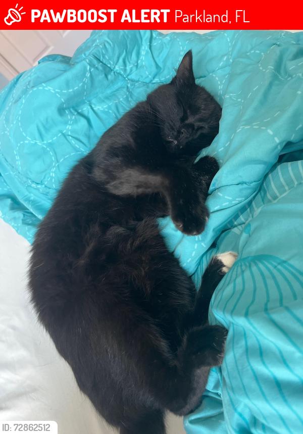 Lost Male Cat last seen Near nw 111 terr, parkland, fl, Parkland, FL 33076