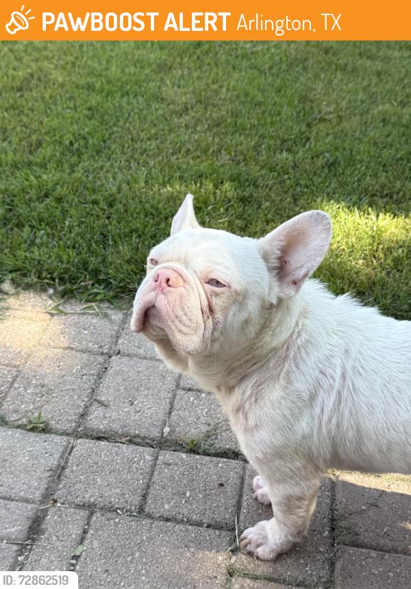 Found/Stray Male Dog last seen Lake Arlington , Arlington, TX 76013