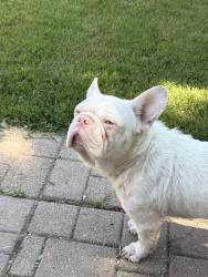Found/Stray Male Dog last seen Lake Arlington , Arlington, TX 76013