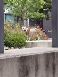 Found/Stray Unknown Dog last seen Broadway & 16th street - Near City College, San Diego, CA 92101