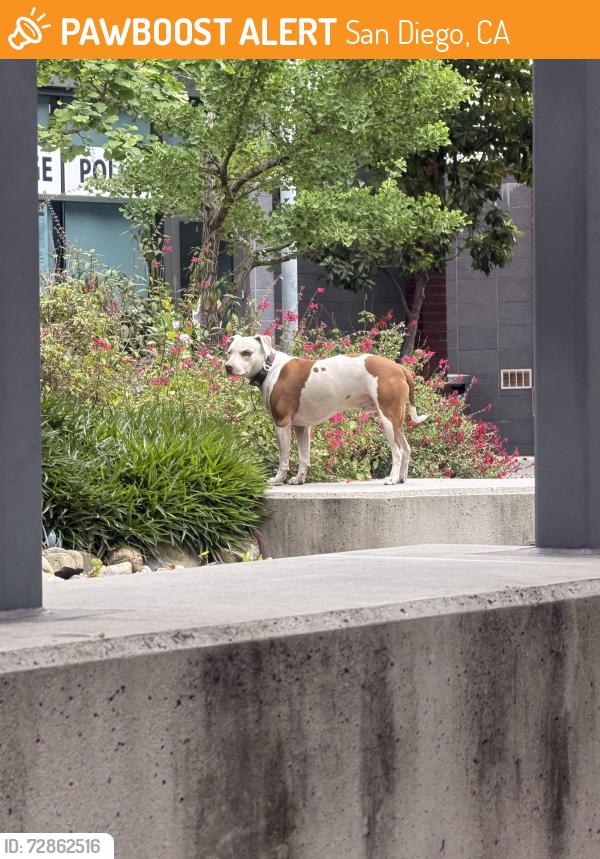 Found/Stray Unknown Dog last seen Broadway & 16th street - Near City College, San Diego, CA 92101