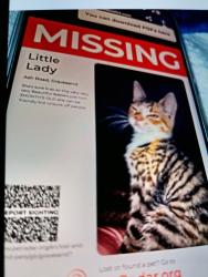 Lost Female Cat last seen Ash Road Gravesend Kent DA12 5LW , Kent, England DA12 5LW
