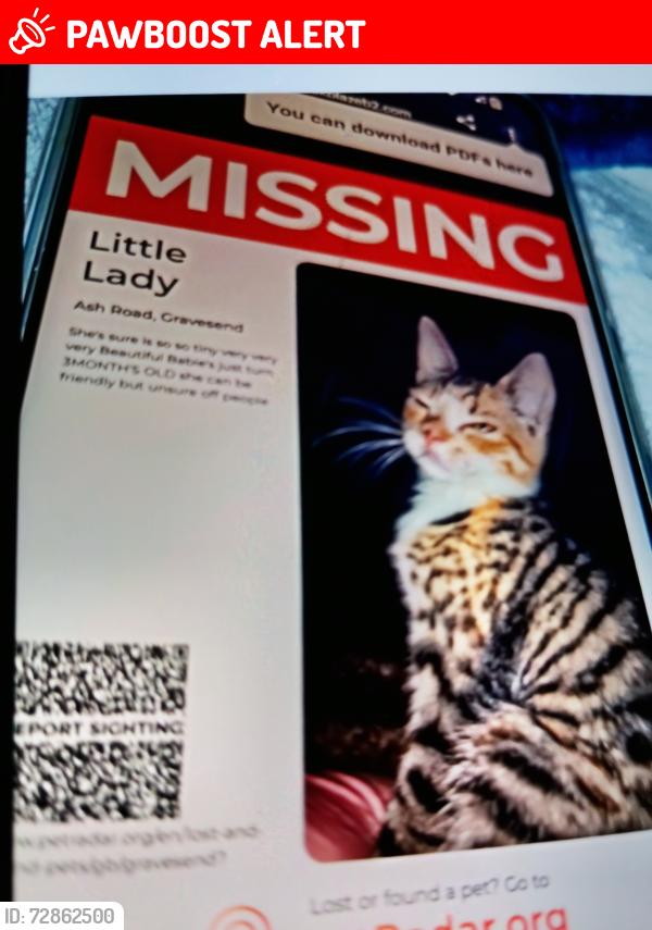 Lost Female Cat last seen Ash Road Gravesend Kent DA12 5LW , Kent, England DA12 5LW
