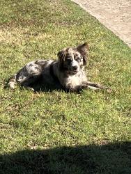 Found/Stray Female Dog last seen NE 36th and Coltrane, Forest Park, OK 73121