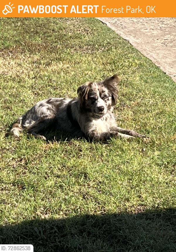 Found/Stray Female Dog last seen NE 36th and Coltrane, Forest Park, OK 73121