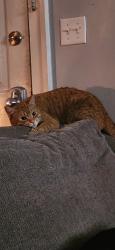 Lost Male Cat last seen The general store & Garfield elementary area, Spokane, WA 99205