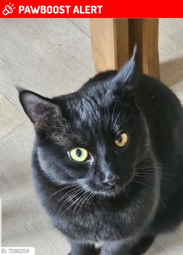 Lost Male Cat last seen Village Inn pub, Park Gate, England SO31