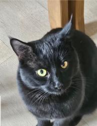 Lost Male Cat last seen Village Inn pub, Park Gate, England SO31