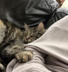 Lost Female Cat last seen McClellan road , Jackson, TN 38305