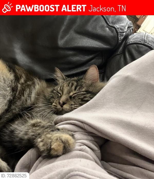 Lost Female Cat last seen McClellan road , Jackson, TN 38305