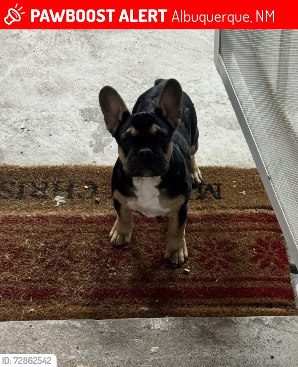 Lost Female Dog last seen ISLETA + PATTON, Albuquerque, NM 87105