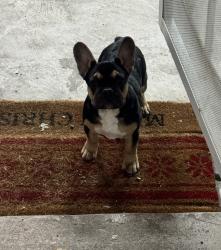 Lost Female Dog last seen ISLETA + PATTON, Albuquerque, NM 87105