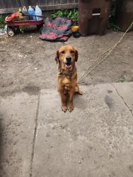 Found/Stray Male Dog last seen Pawnee and Hiram , Wichita, KS 67213