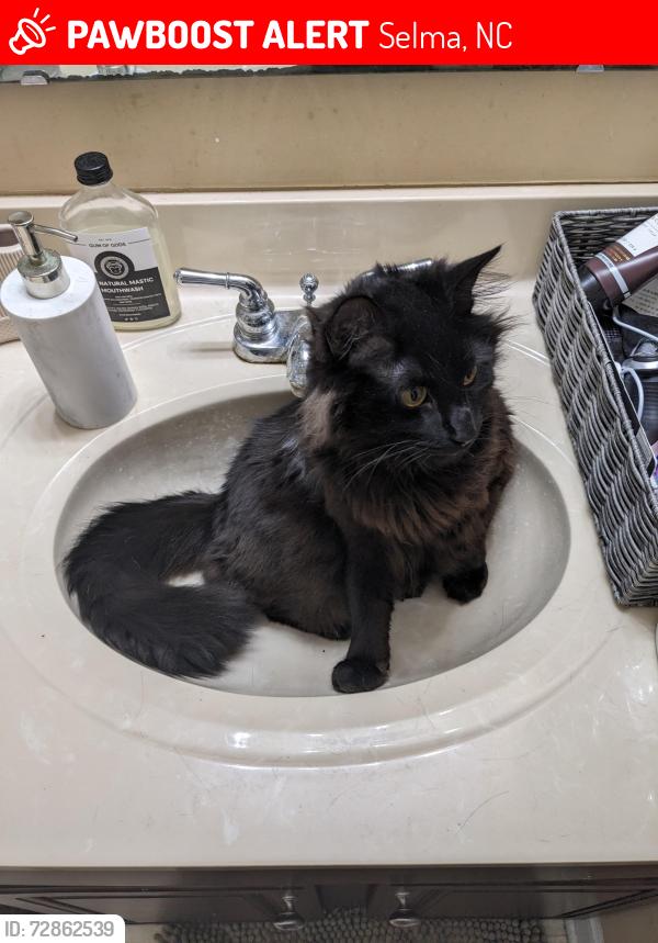 Lost Male Cat last seen williams farms subdivision, Selma, NC 27576