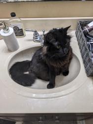 Lost Male Cat last seen williams farms subdivision, Selma, NC 27576