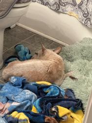 Found/Stray Male Dog last seen Red Elm and Red Maple, Bowling Green, KY 42101