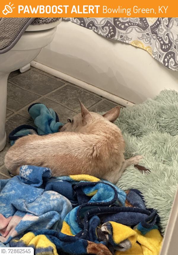 Found/Stray Male Dog last seen Red Elm and Red Maple, Bowling Green, KY 42101