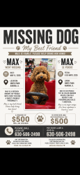 Lost Male Dog last seen Near Robinwood dr Aurora il 60440, Aurora, IL 60506