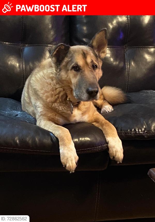 Found/Stray Female Dog last seen Lansing/ Madison, Greater Sudbury, ON P3A