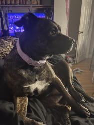 Lost Female Dog last seen i’m not sure i wasn’t  but we live in the cresthaven area in roseville , Roseville, CA 95678