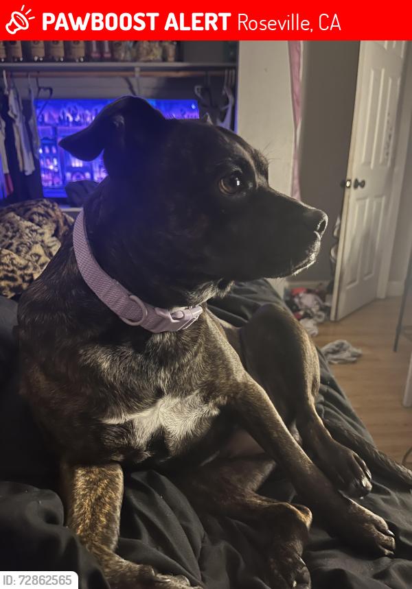 Lost Female Dog last seen i’m not sure i wasn’t  but we live in the cresthaven area in roseville , Roseville, CA 95678