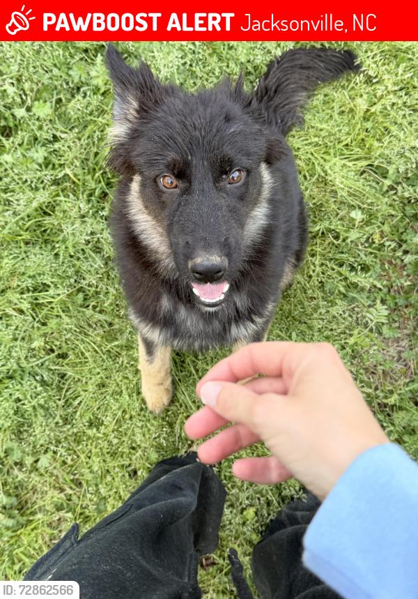 Lost Female Dog last seen Dennis Rd and S Willow , Jacksonville, NC 28546