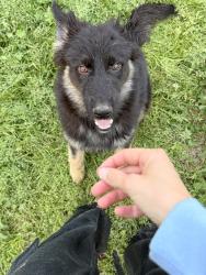 Lost Female Dog last seen Dennis Rd and S Willow , Jacksonville, NC 28546