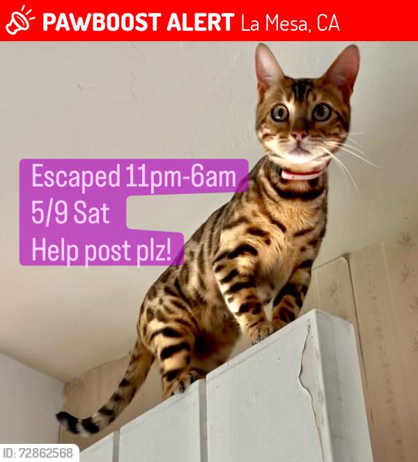 Lost Female Cat last seen Harbinson Ave, La Mesa, CA 91942