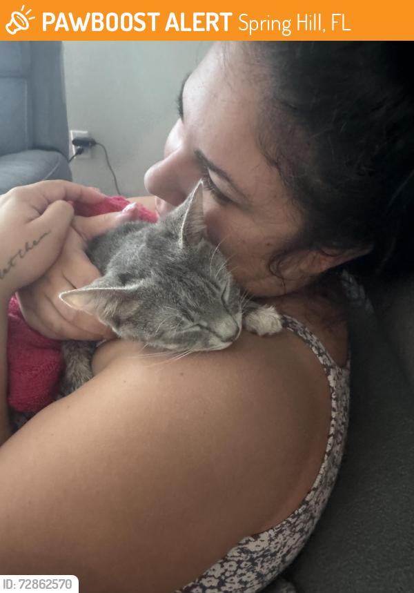 Found/Stray Female Cat last seen BP on mariner blvd , Spring Hill, FL 34609