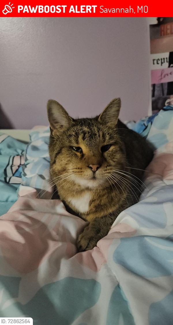 Lost Female Cat last seen Behind Pizza Hut on 71, Savannah, MO 64485