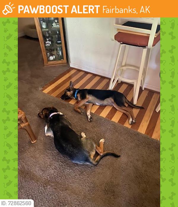 Found/Stray Male Dog last seen Kathleen and Fairbanks Lakeland,  f l, Fairbanks, AK 99703