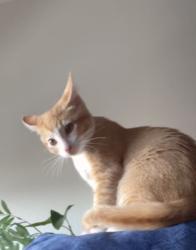 Lost Male Cat last seen By town hses , Redmond, OR 97756