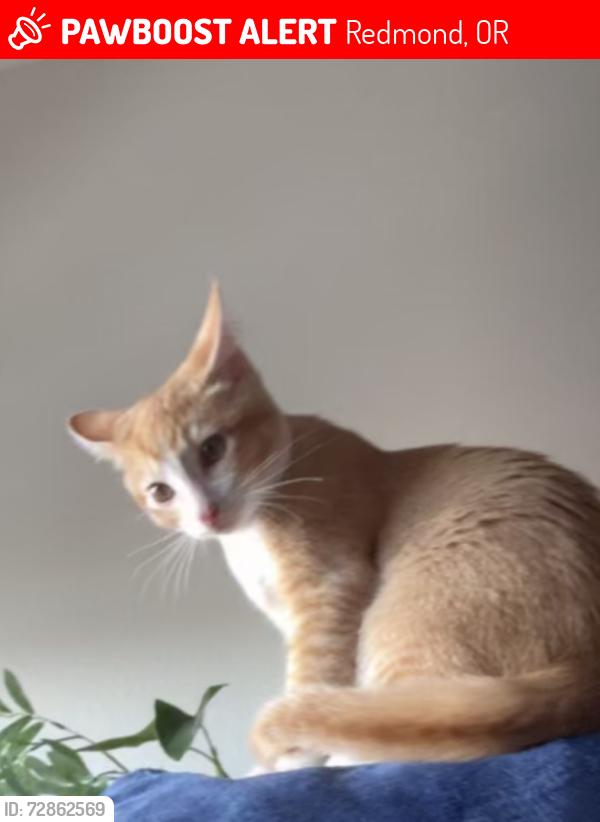 Lost Male Cat last seen By town hses , Redmond, OR 97756