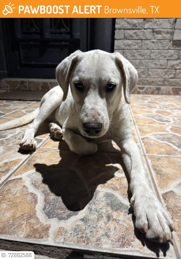 Found/Stray Male Dog last seen Morrison & stage coach, Brownsville, TX 78526