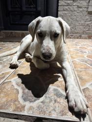 Found/Stray Male Dog last seen Morrison & stage coach, Brownsville, TX 78526