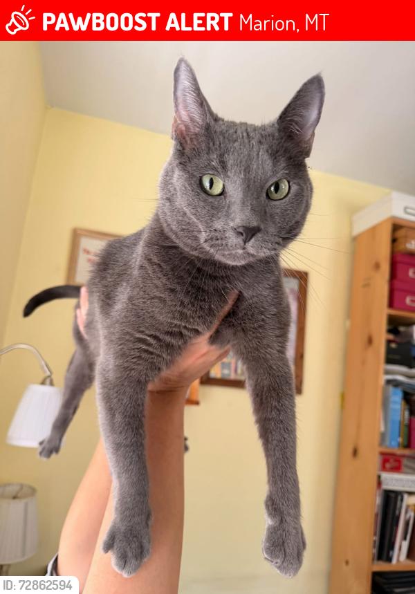 Lost Male Cat last seen Lobo & Wildebeest, Marion, MT 59925
