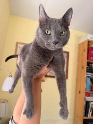 Lost Male Cat last seen Lobo & Wildebeest, Marion, MT 59925