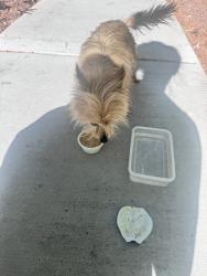 Found/Stray Unknown Dog last seen Across the garbage, Las Vegas, NV 89148