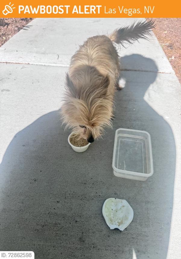 Found/Stray Unknown Dog last seen Across the garbage, Las Vegas, NV 89148
