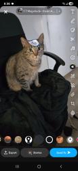 Lost Male Cat last seen St boniface hosp , Winnipeg, MB R2H 2A6