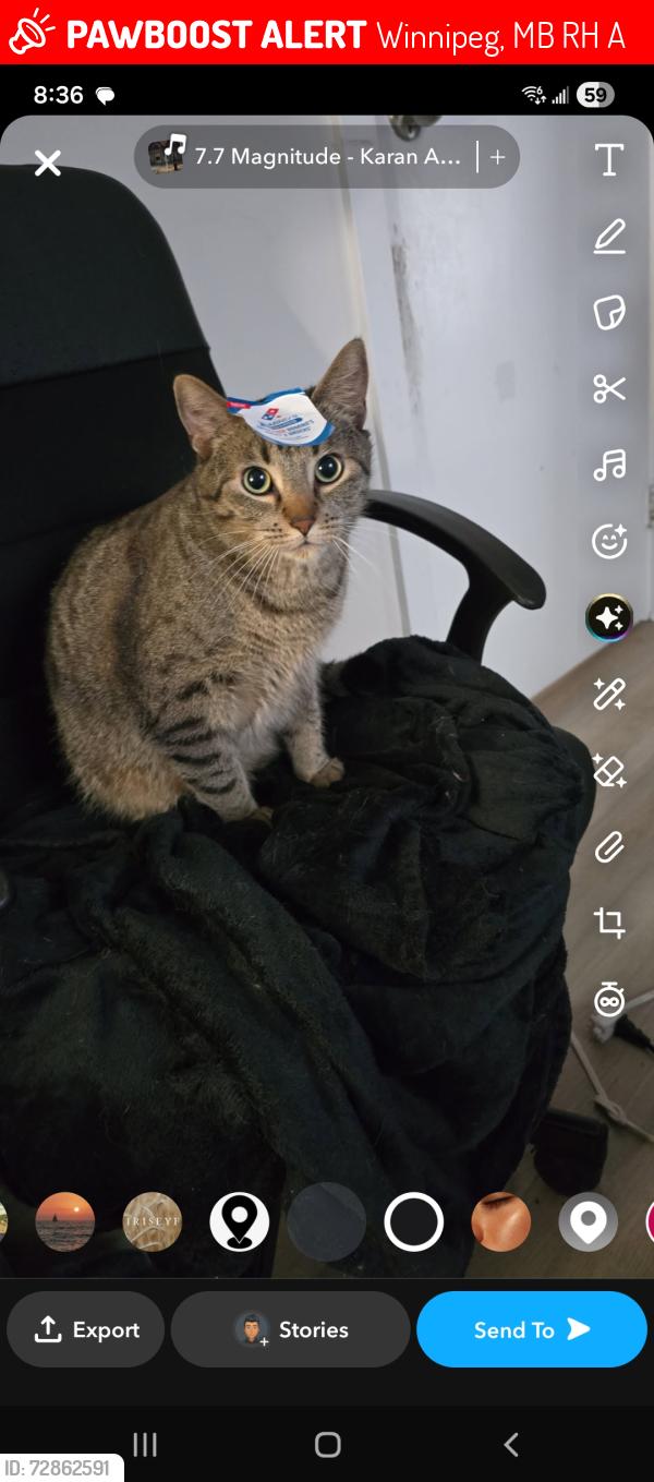 Lost Male Cat last seen St boniface hosp , Winnipeg, MB R2H 2A6