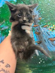 Shelter Stray Female Cat last seen Bexar County, New Braunfels, TX 78130