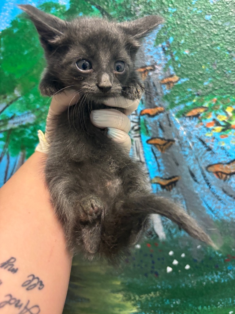 Shelter Stray Female Cat last seen Bexar County, New Braunfels, TX 78130