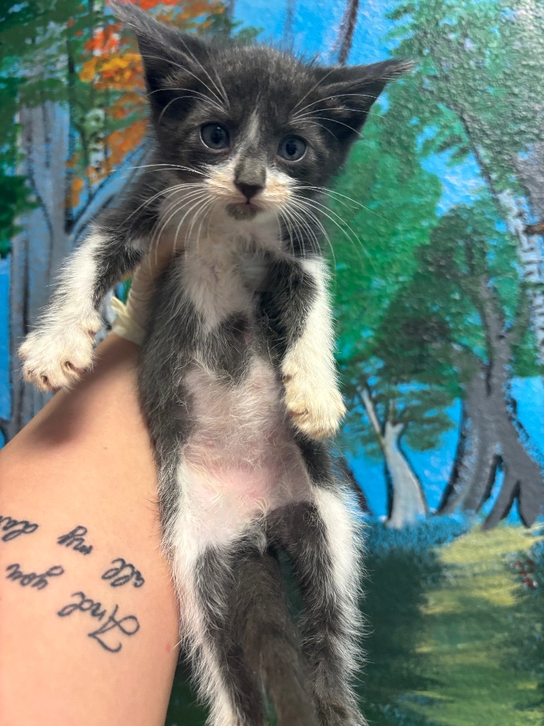 Shelter Stray Male Cat last seen Bexar County, New Braunfels, TX 78130