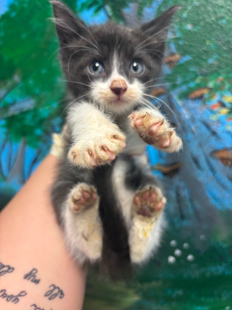 Shelter Stray Male Cat last seen Bexar County, New Braunfels, TX 78130