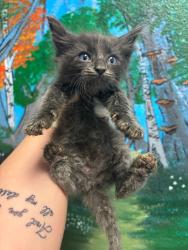 Shelter Stray Male Cat last seen Bexar County, New Braunfels, TX 78130