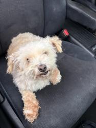 Found/Stray Male Dog last seen Bird Farm Rd & Murray CHINO HILLS CA, Chino Hills, CA 91709
