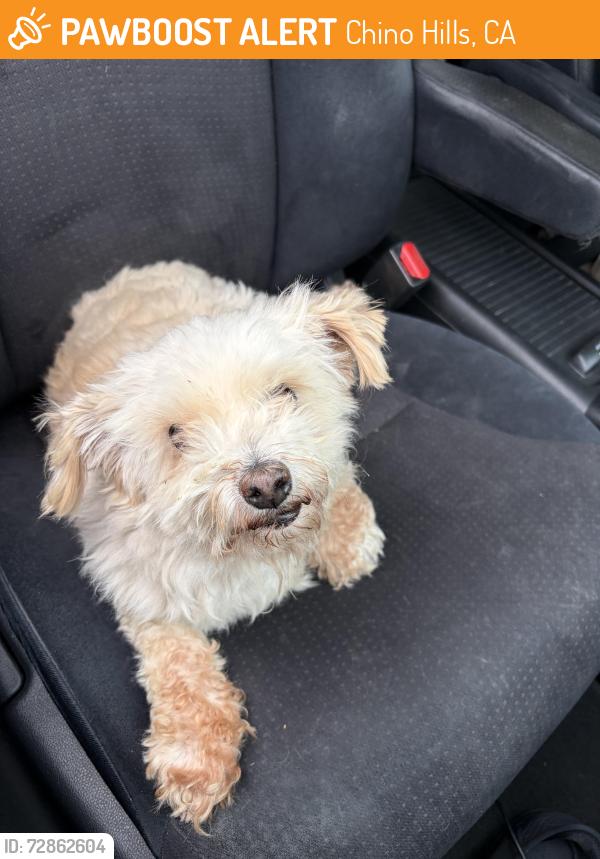 Found/Stray Male Dog last seen Bird Farm Rd & Murray CHINO HILLS CA, Chino Hills, CA 91709
